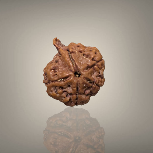 "Authentic Nepali Ganesh Rudraksha with a natural trunk-like formation symbolizing Lord Ganesha, known for positivity and spiritual significance."