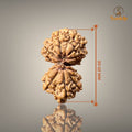 GAURI SHANKAR RUDRAKSHA (BIG)- NEPALI BEAD