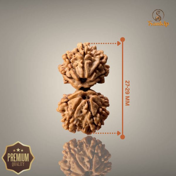 GAURI SHANKAR RUDRAKSHA (MEDIUM)- NEPALI BEAD