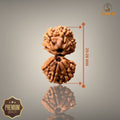 GAURI SHANKAR RUDRAKSHA (SMALL)- NEPALI BEAD