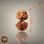 GAURI SHANKAR RUDRAKSHA (SMALL)- NEPALI BEAD
